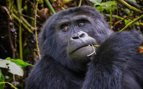 Este safari de seguimiento de gorilas de 3 días en Ruanda lo lleva a un trekking de gorilas de montaña en el parque nacional de los Volcanes y a un viaje de entretenimiento cultural por la noche