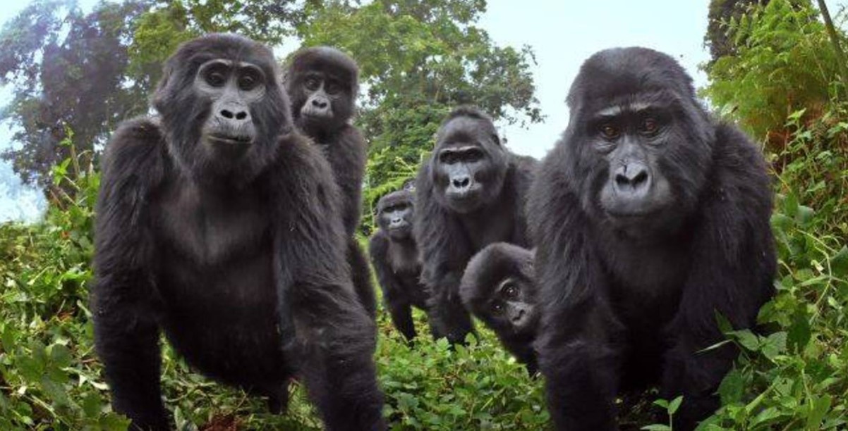Grupos de gorilas en Uganda