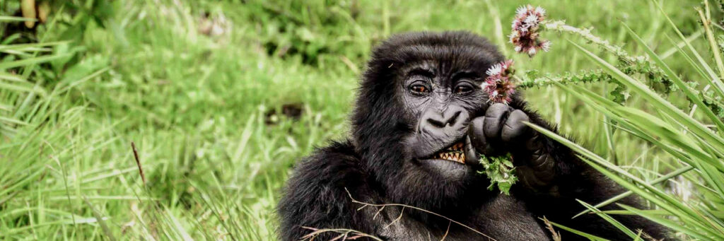 safari de gorilas en Uganda