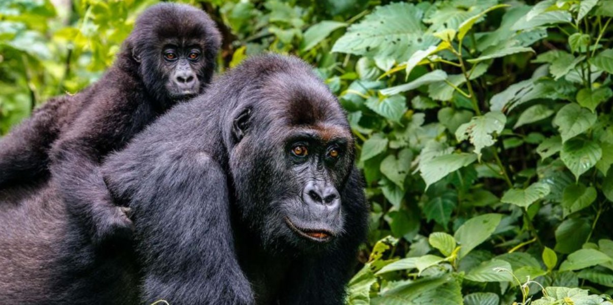 Qué hacer y qué no hacer durante el trekking de gorilas en Uganda y Ruanda