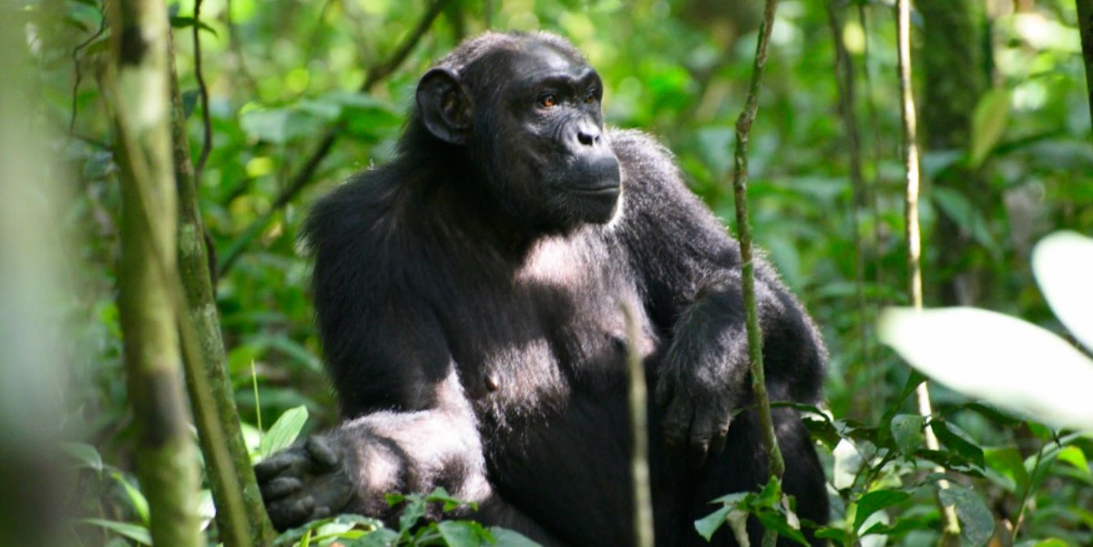 Rastreo de chimpancés en el parque nacional Murchison Falls