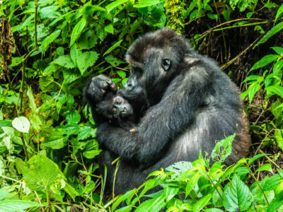 Safari De Encuentro De Primates Y Vida Salvaje De Lujo En Uganda De 12 Días