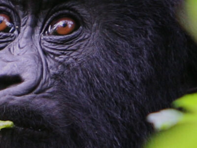 Safari de aventura de vida silvestre y seguimiento de gorilas de Uganda de 14 días