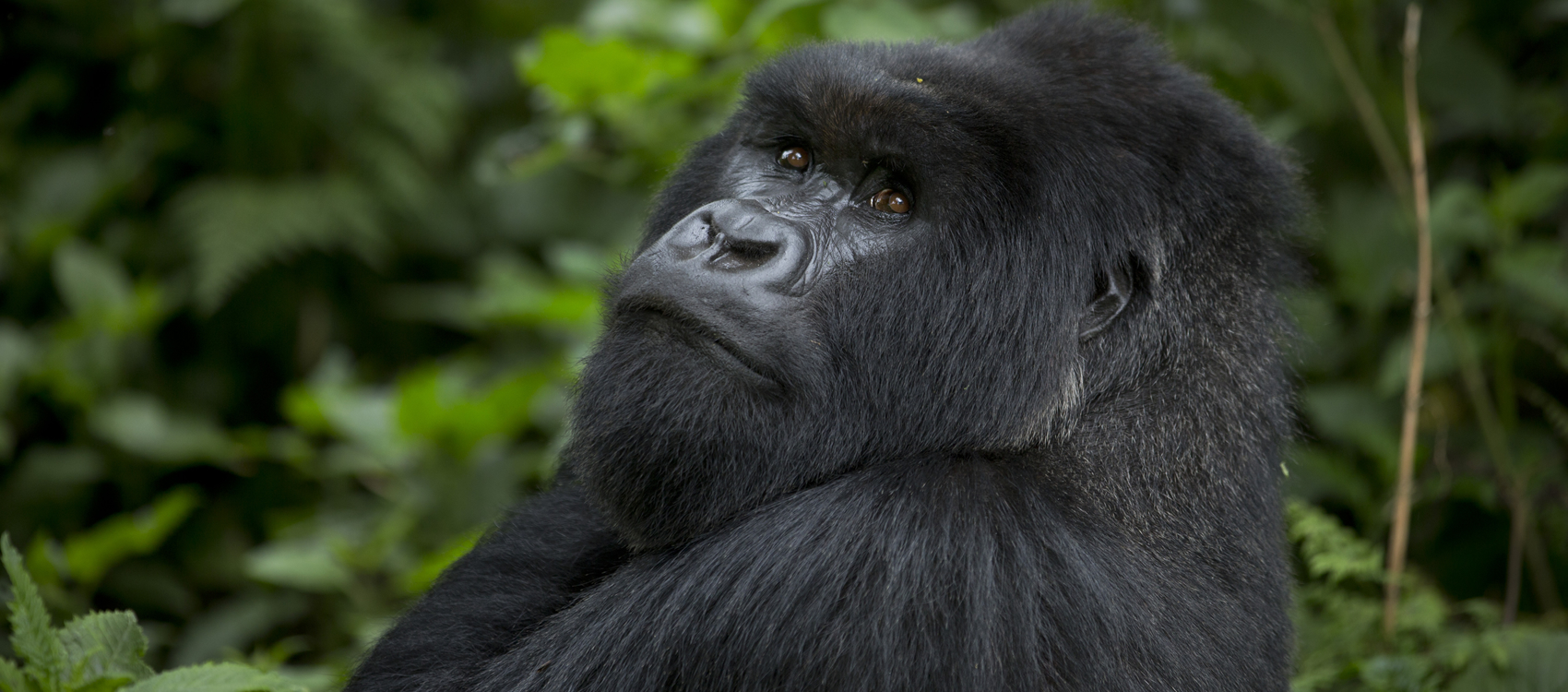 Safari de gorilas en Uganda con recorrido por la vida salvaje