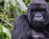 Safari de primates de 5 días en Ruanda y Uganda