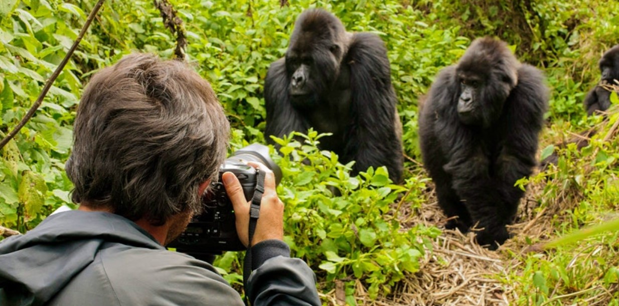 Safari de seguimiento de gorilas de Uganda desde México