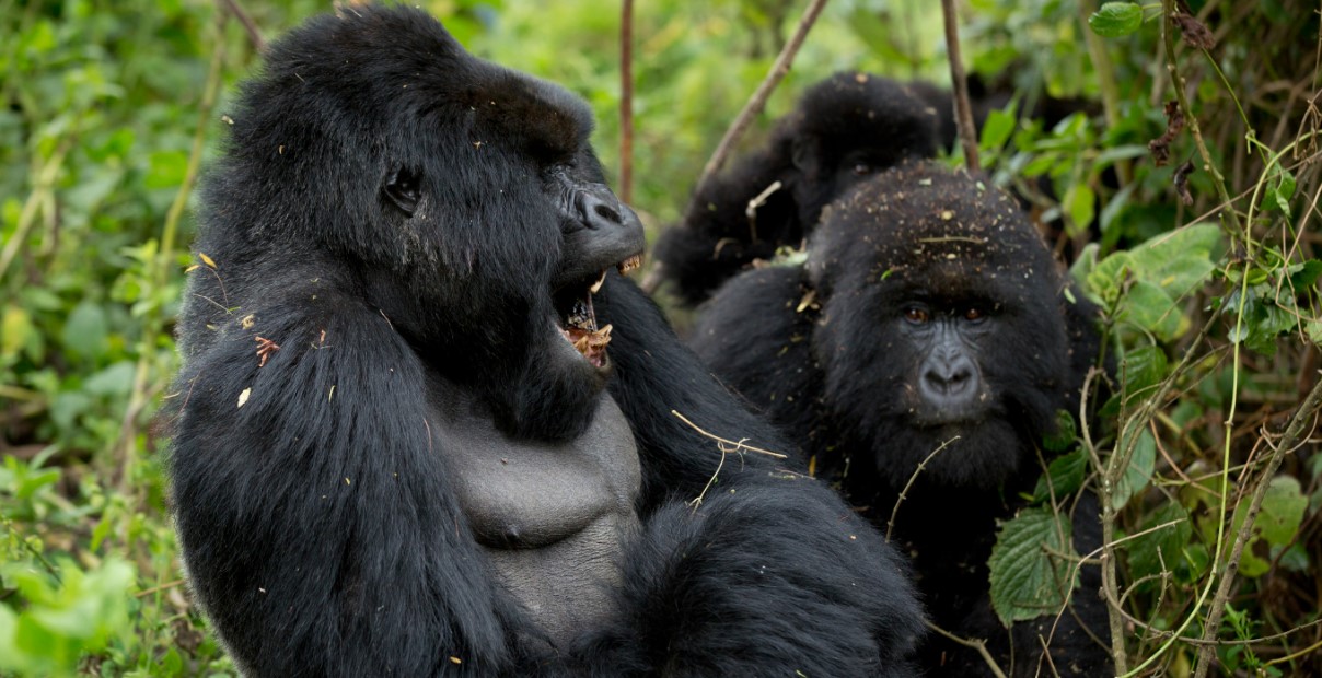 ¿Es seguro rastrear gorilas en Uganda y Ruanda?