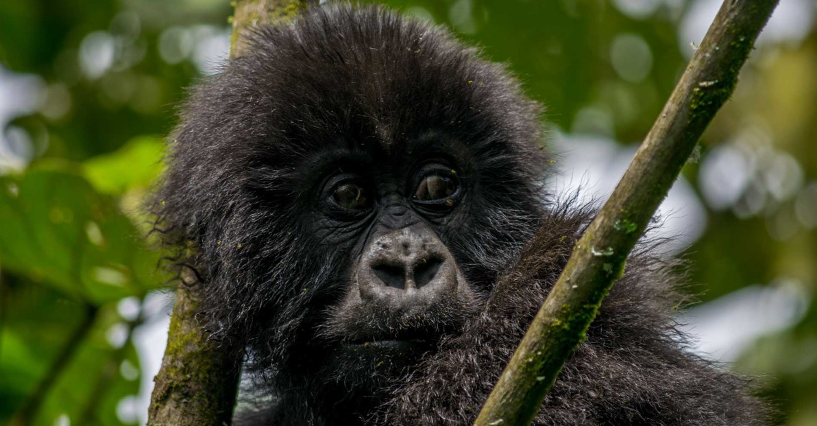 ¿Por qué Gorila Trekking es más barato en Uganda en comparación con Ruanda?