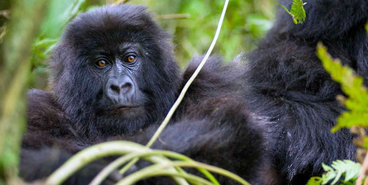 ¿Qué puede impedirle ver gorilas de montaña en Uganda, Ruanda y el Congo?