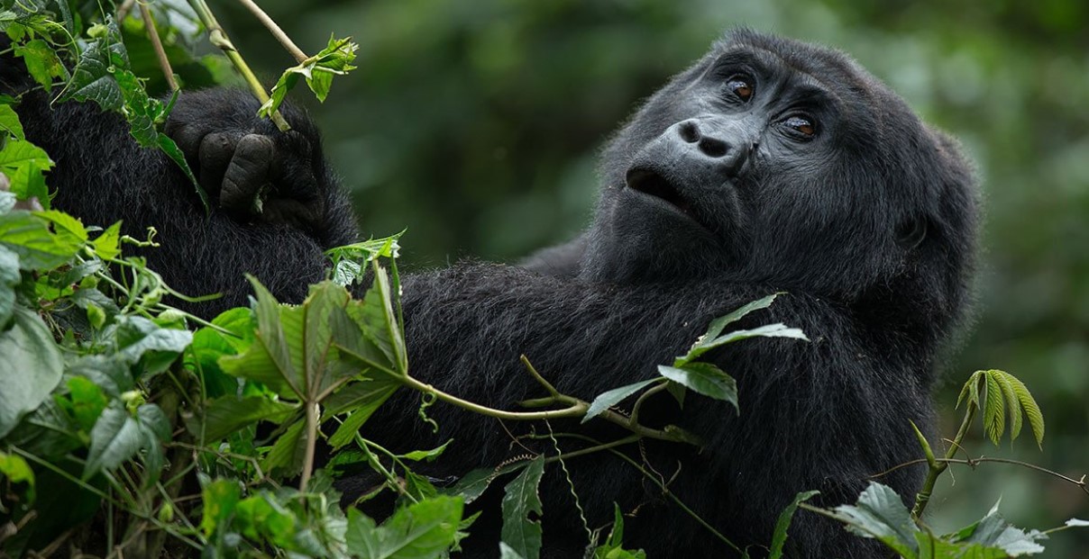 Permiso de gorila africano