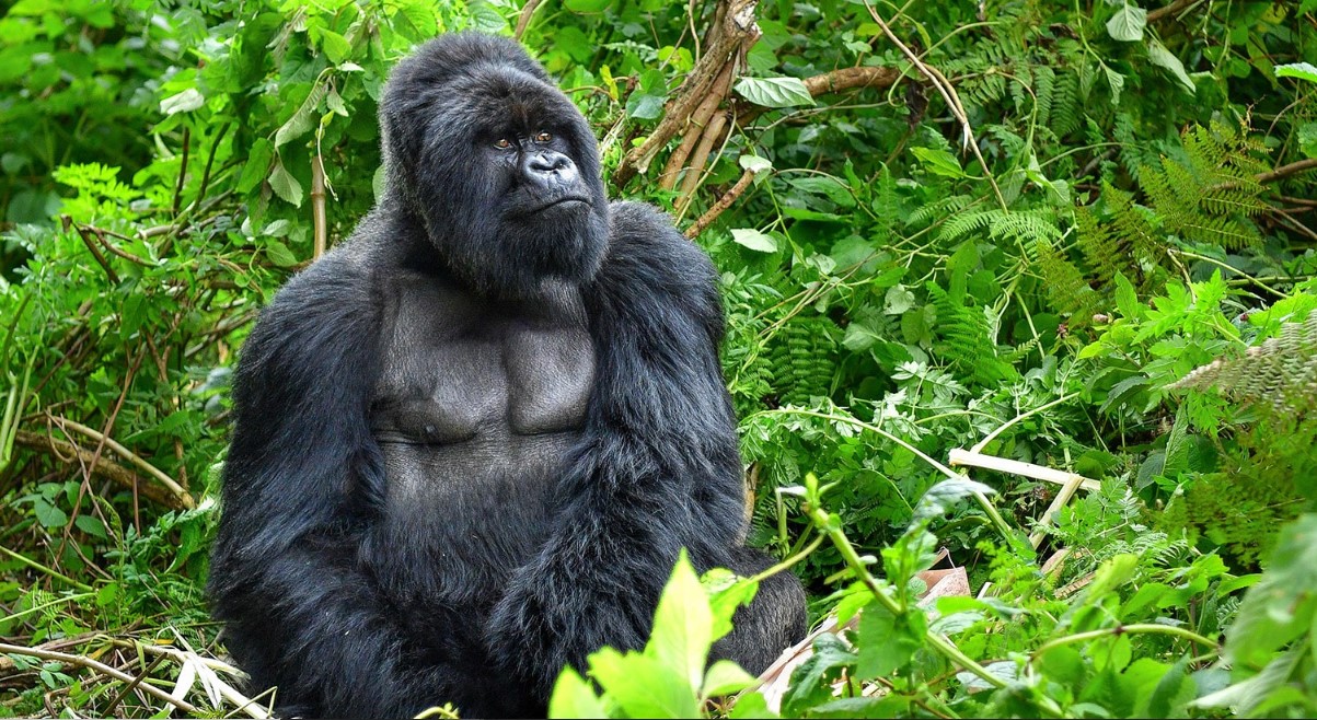 Costo del viaje de gorilas en Uganda