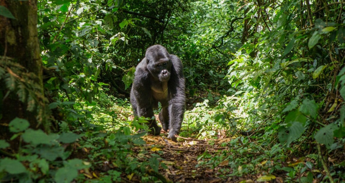 El mejor momento para practicar senderismo con gorilas en el parque nacional del bosque impenetrable de Bwindi.