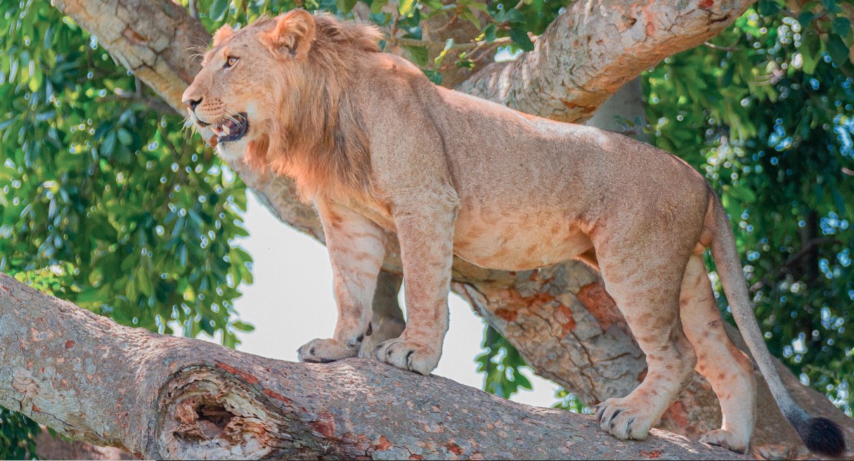 Tenga vistas emocionantes de los raros leones trepadores de árboles de Ishasha en el Parque Nacional Queen Elizabeth en su safari a Uganda