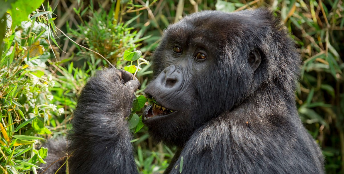 Una guía para el trekking de gorilas de montaña en Ruanda