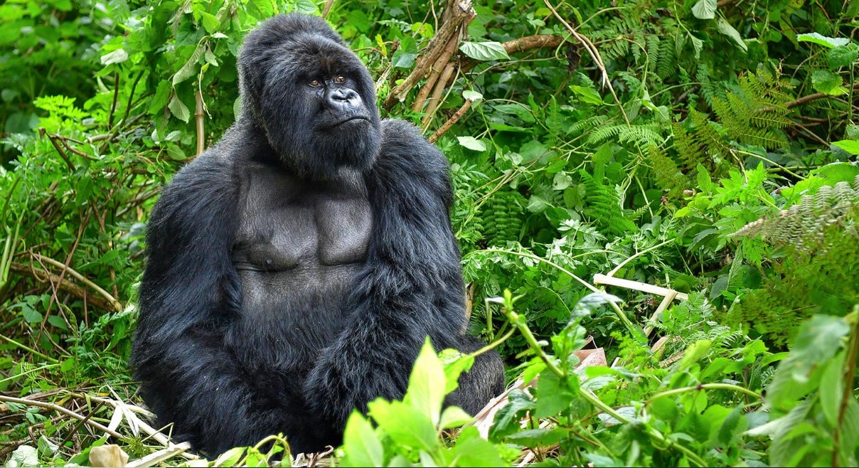 ¿Es posible hacer dos caminatas con gorilas de montaña?