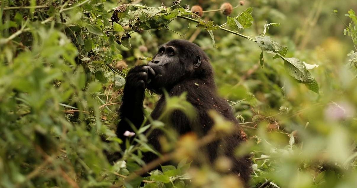 ¿Puedo reservar todos los permisos para gorilas en el Parque Nacional de los Volcanes durante un día entero?