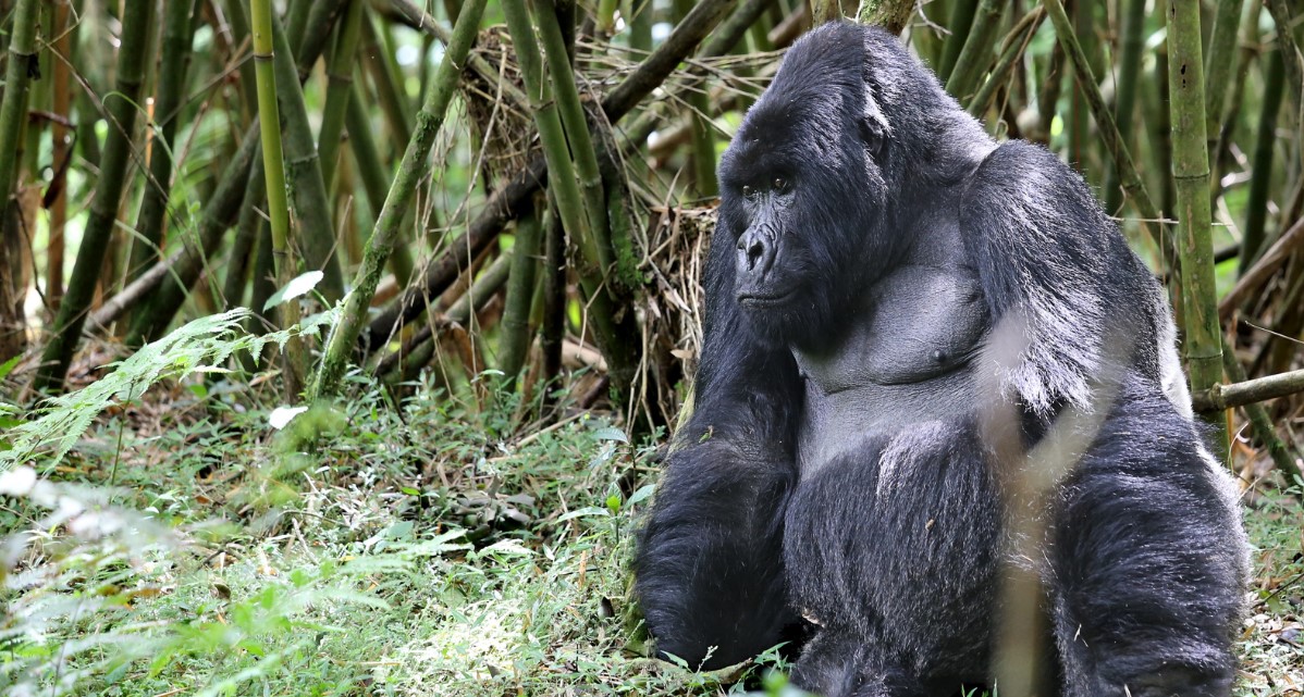 ¿Son los gorilas más fuertes que los humanos?