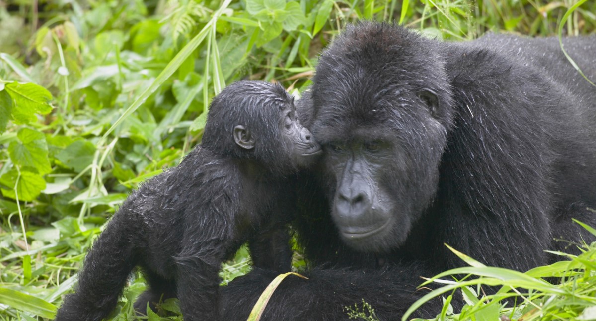Un permiso para gorilas en Parque Nacional de los Volcanes Ruanda