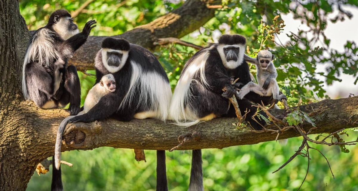 10 días lo mejor de los primates y primates de Ruanda Tour Safari de los Cinco Grandes