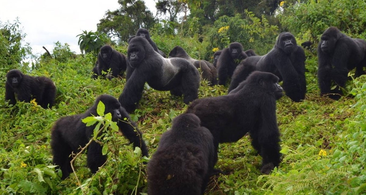 2 días de safari de trekking con gorilas al Parque Nacional de los Volcanes