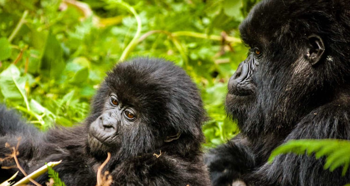 3 días de safari de lujo con gorilas en Ruanda
