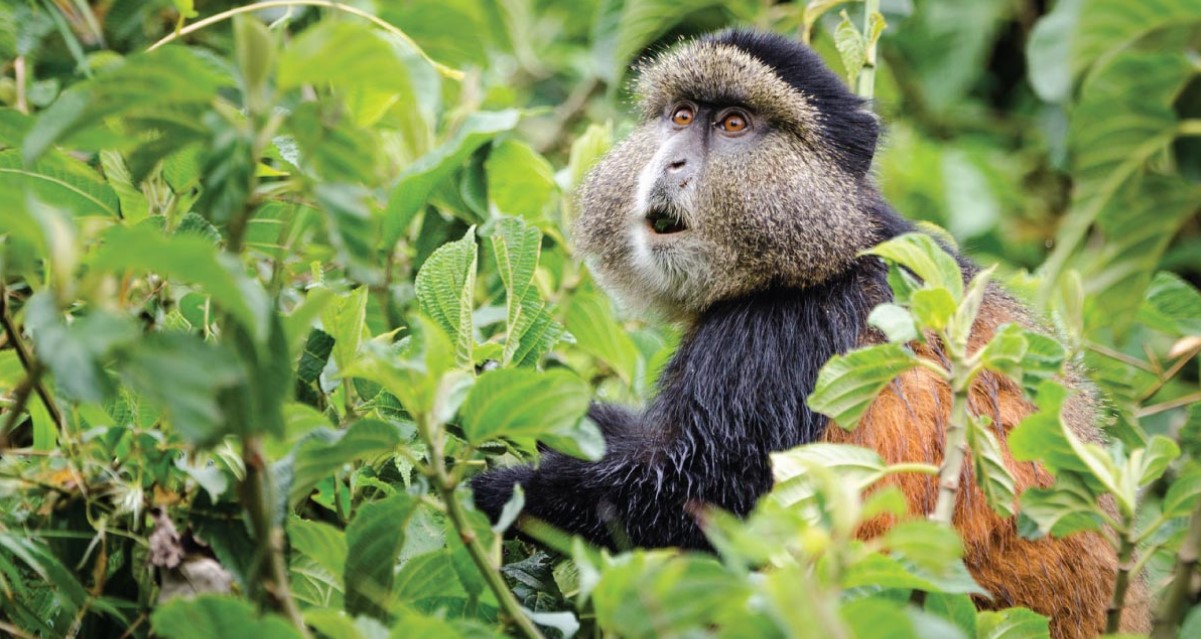 8 días Primates y primates clásicos de Ruanda Tour de safari por la vida silvestre