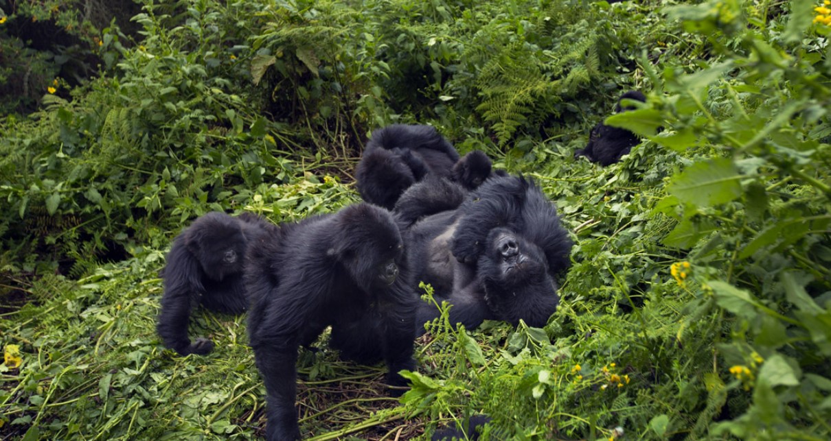 Cómo elegir un safari de trekking con gorilas en Uganda