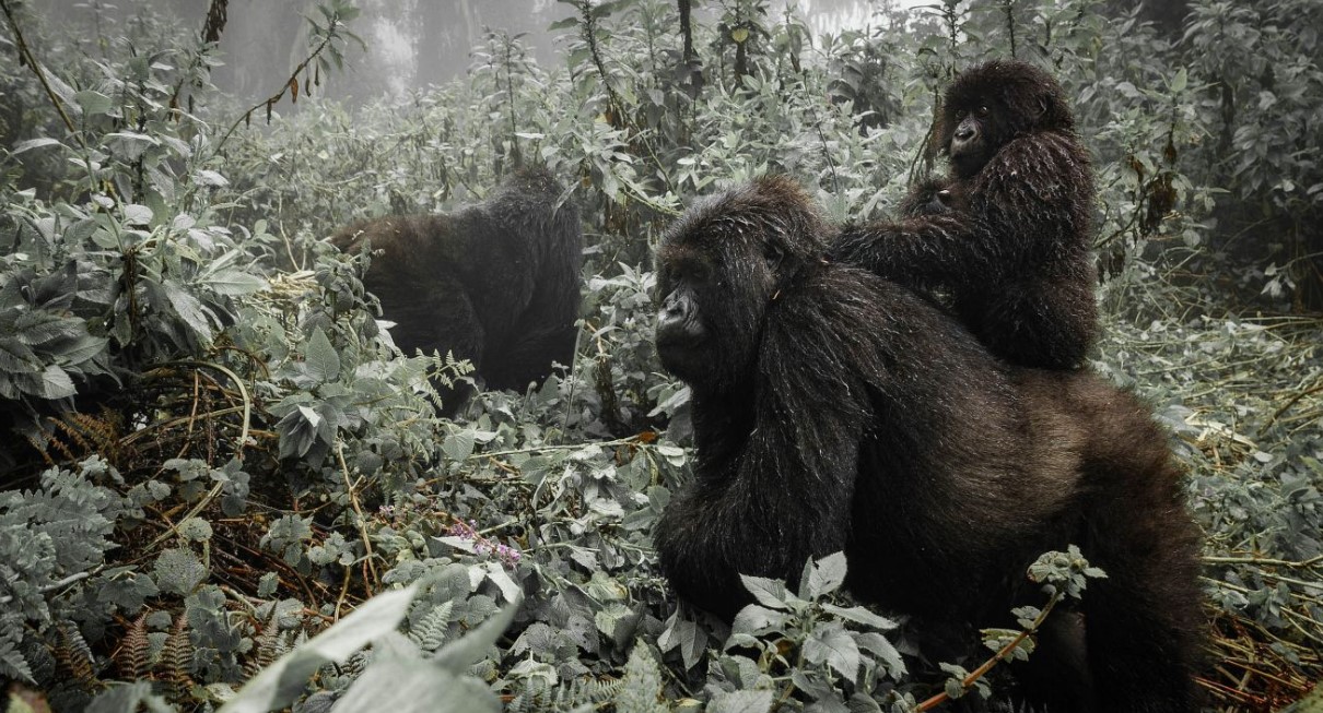 Conozca a las emocionantes familias de gorilas tanto en el Parque Nacional Mgahinga como en el Parque Nacional de los Volcanes.