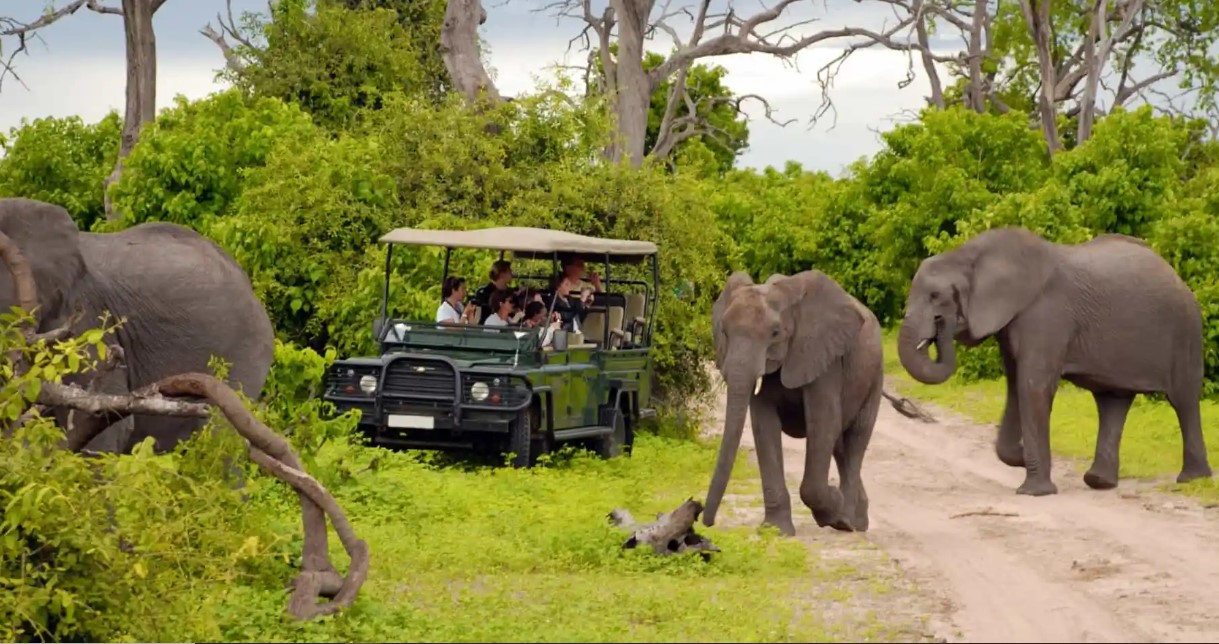 Cosas que hacer en un safari en Uganda