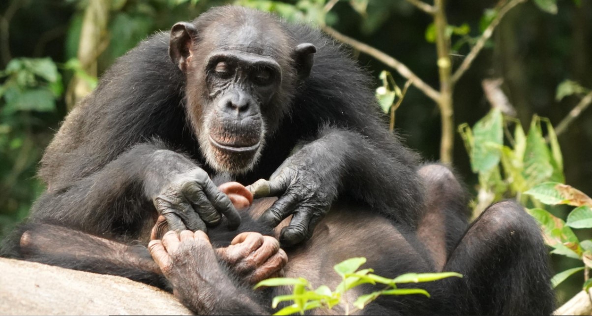 Habituación de los primates en Uganda desde Kigali