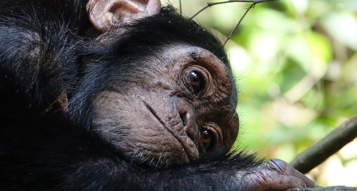 Los mejores lugares de Uganda para ver chimpancés