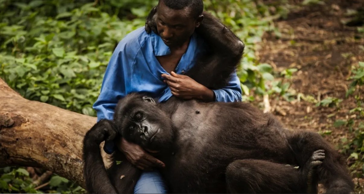 Orfanato de gorilas de montaña encontrado en el parque nacional Virunga