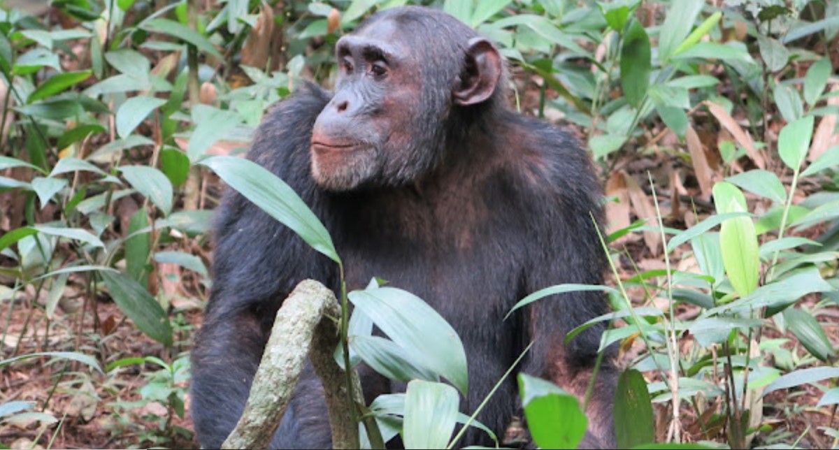 Pasar 4 horas con chimpancés en Kibale desde Kigali
