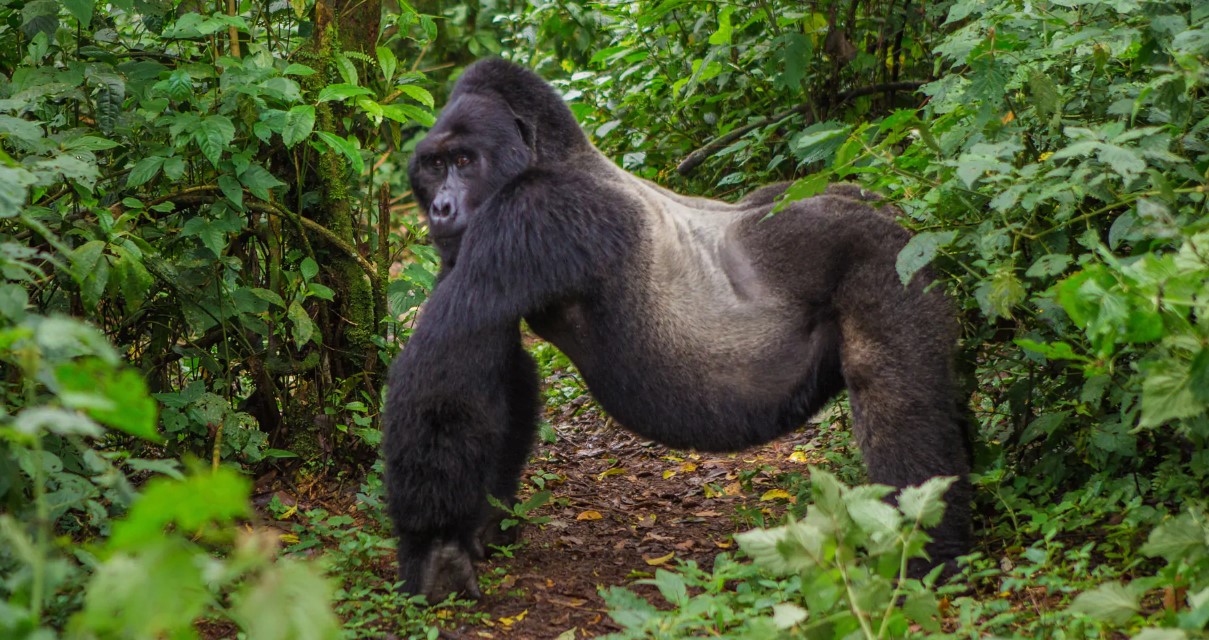 Pase tiempo con gorilas de montaña dos veces en Uganda