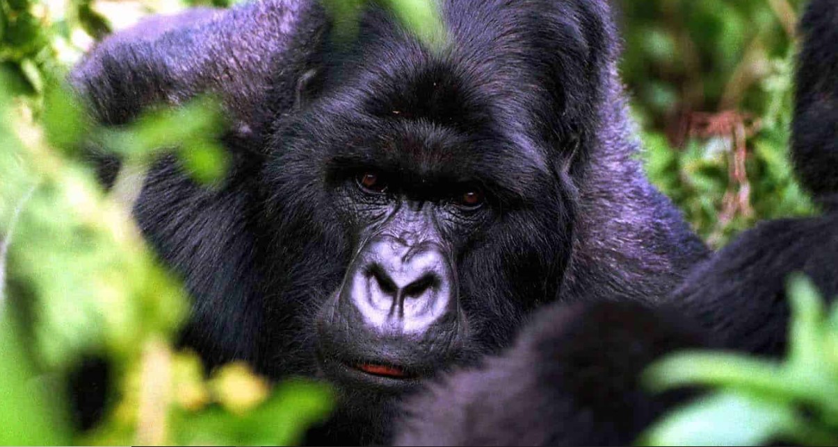 Por qué los permisos para gorilas en Uganda son más baratos que los de Ruanda
