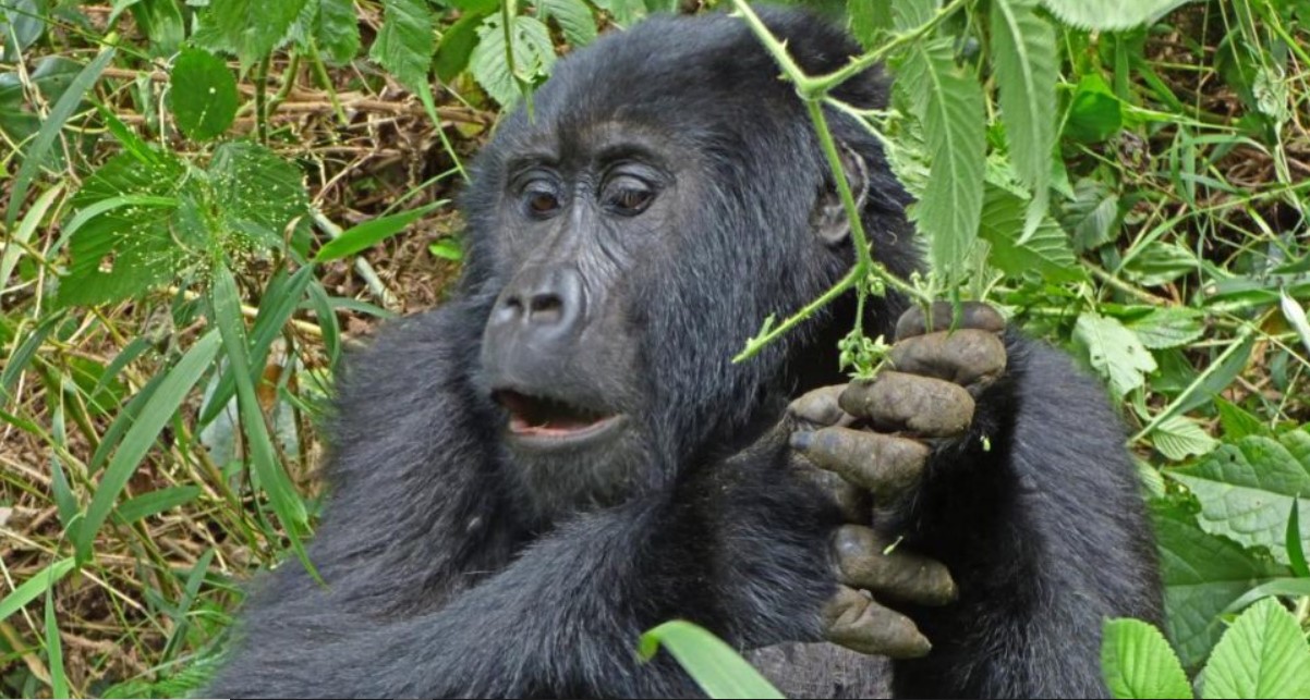 Reservar permisos de Gorilla desde cualquier parte del mundo es fácil