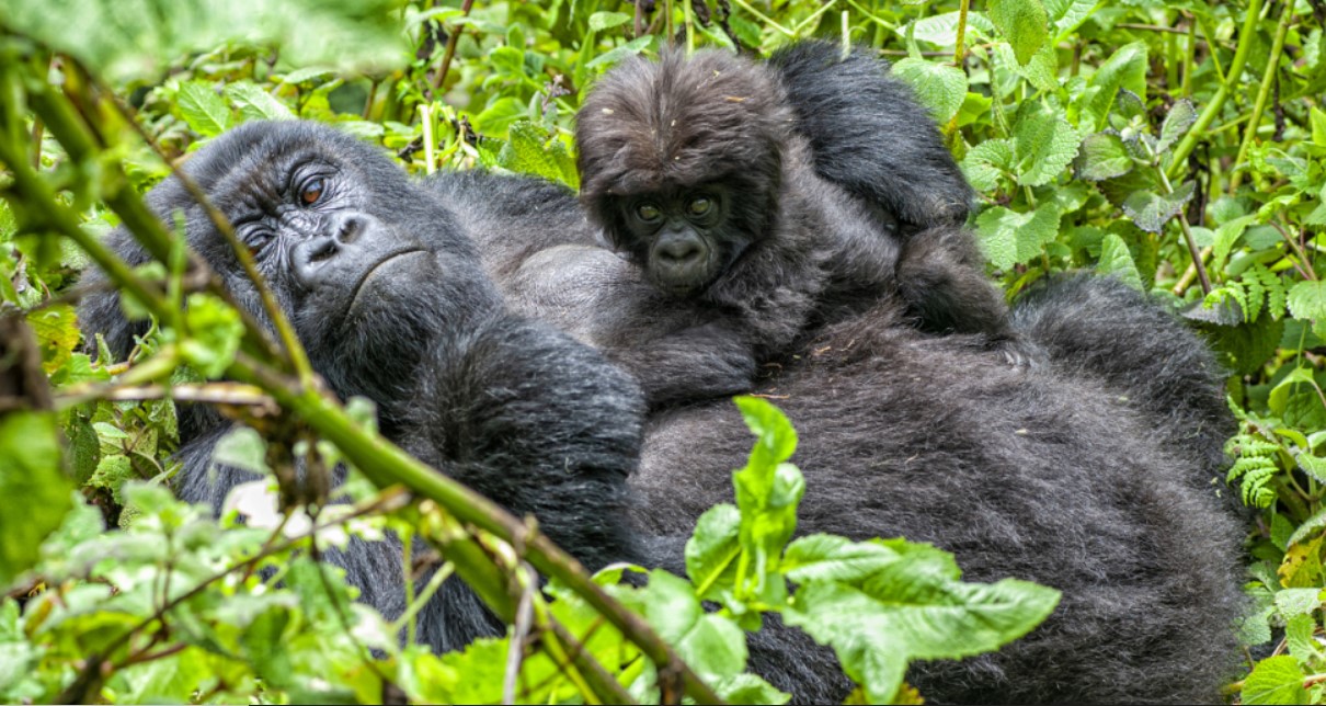Reservar un safari en Bwindi para pasar tiempo con los gorilas de montaña