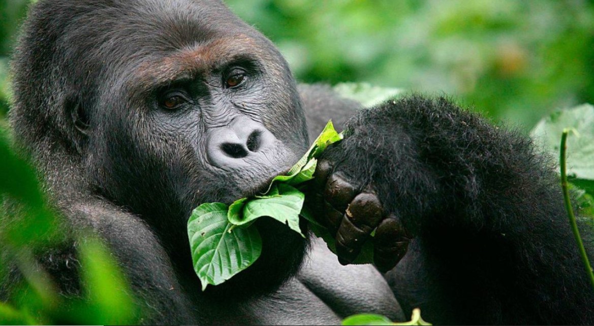 Seguridad del rastreo de gorilas en Uganda y Ruanda