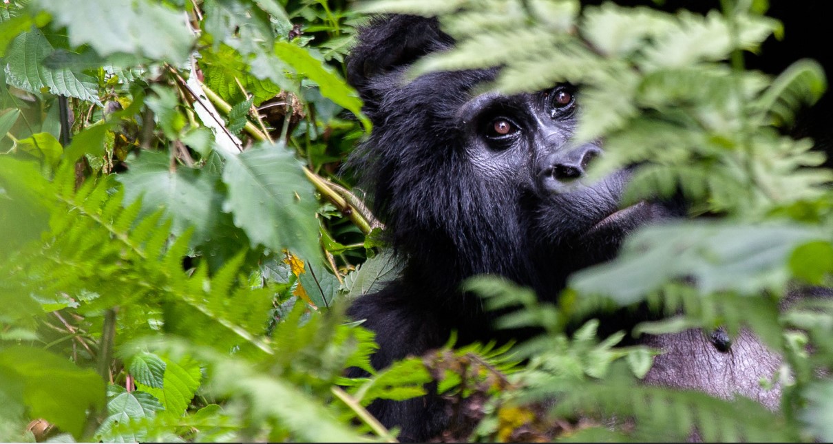 Trekking con gorilas de Uganda, Ruanda y Congo en la temporada de lluvias