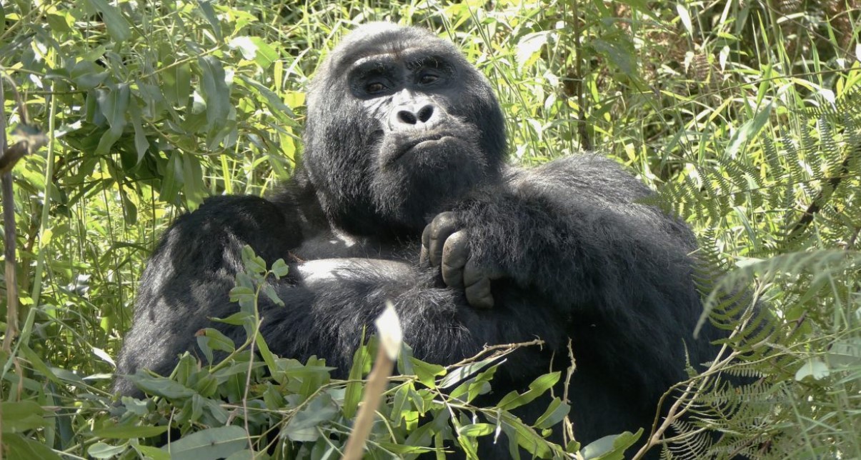 Trekking con gorilas de montaña de Uganda en abril