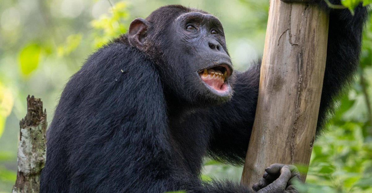 Trekking de chimpancés en el desfiladero de Kyambura