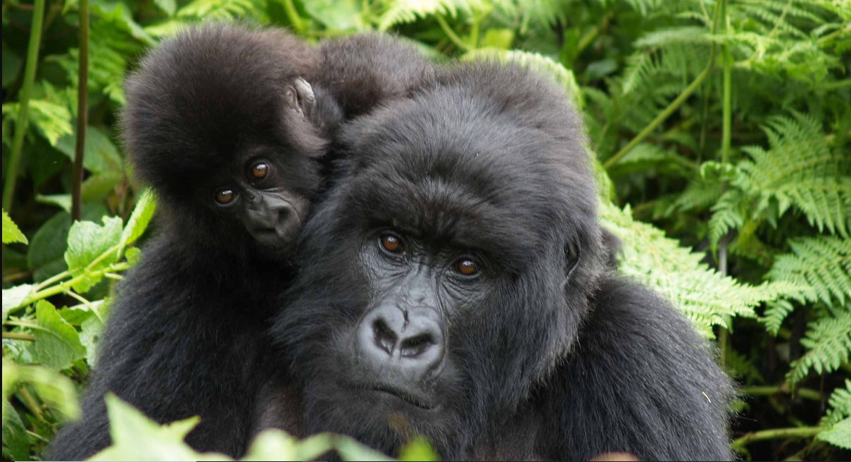 Trekking de gorilas en el parque nacional de los volcanes Ruanda vs parque nacional Mgahinga en Uganda