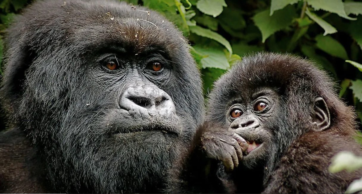 Trekking de gorilas en el parque nacional de los volcanes vs parque nacional virunga