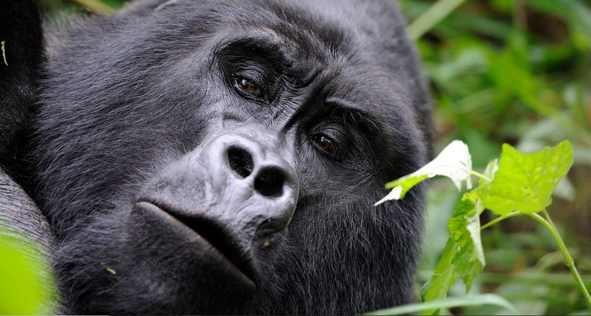 Visitar a los gorilas de montaña de Bwindi está dentro del presupuesto