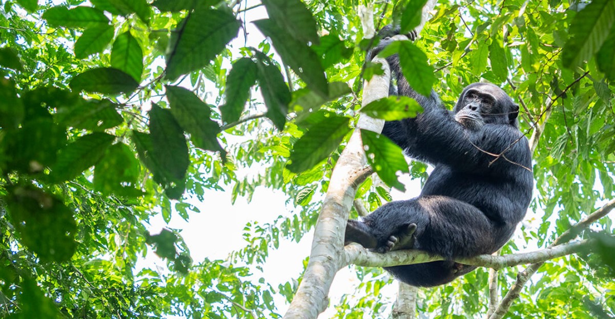 ¿Cuál es el número de permisos para chimpancés en el parque nacional Kibale?