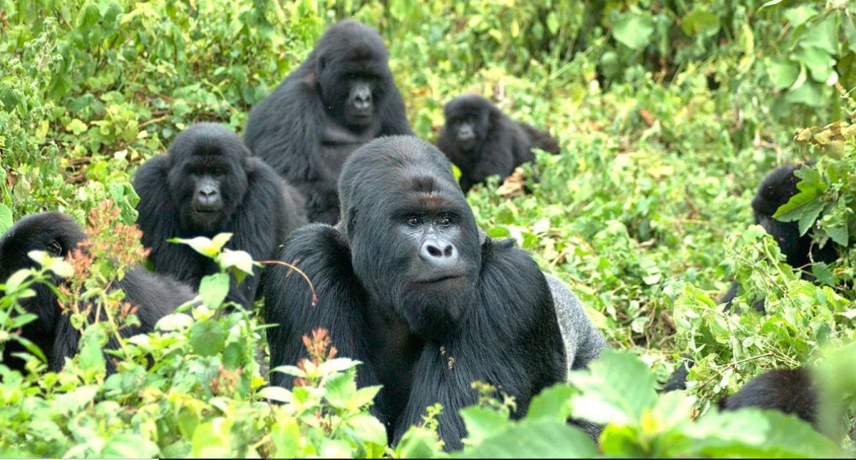 ¿Cuál es el precio del permiso para gorilas en Ruanda y Uganda?