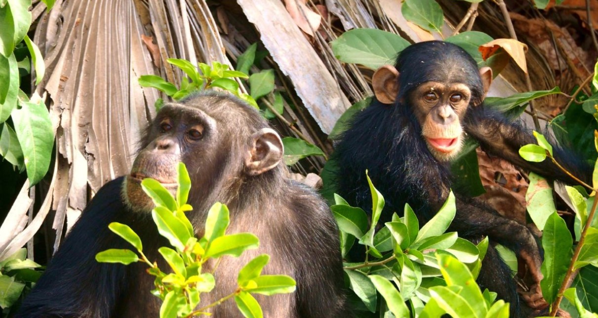 ¿Cuánto cuesta pasar tiempo con chimpancés en el parque nacional del bosque de Nyungwe?