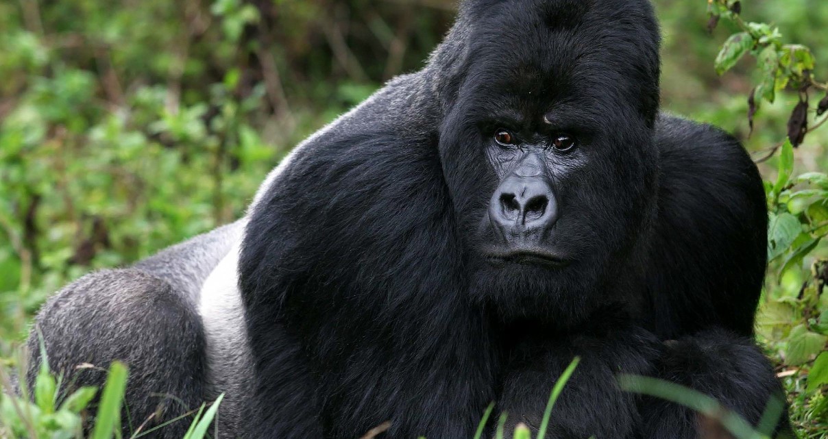 ¿Cuánto cuesta ver gorilas de montaña en Bwindi?