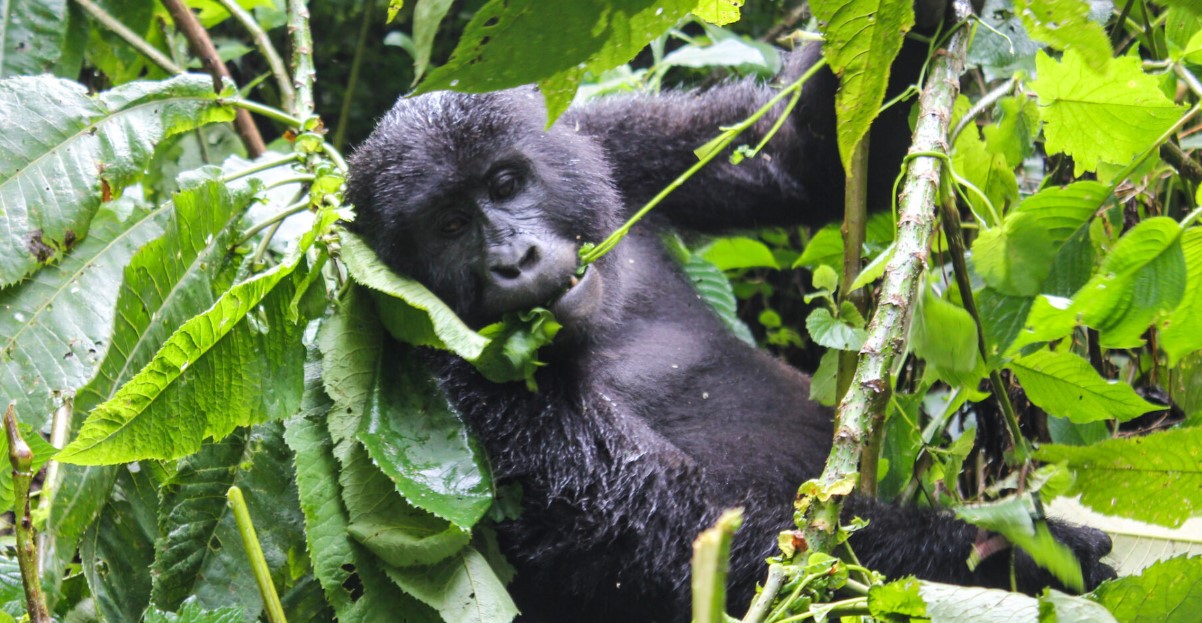 ¿Cuánto tiempo dura el trekking de gorilas?