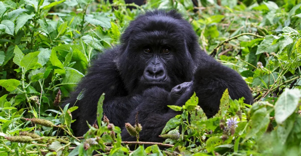 ¿Cuántos días se necesitan para hacer un trekking con gorilas en el bosque de Bwindi?